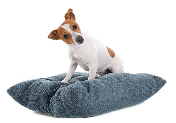 cute fox terrier dog sitting on blue pillow