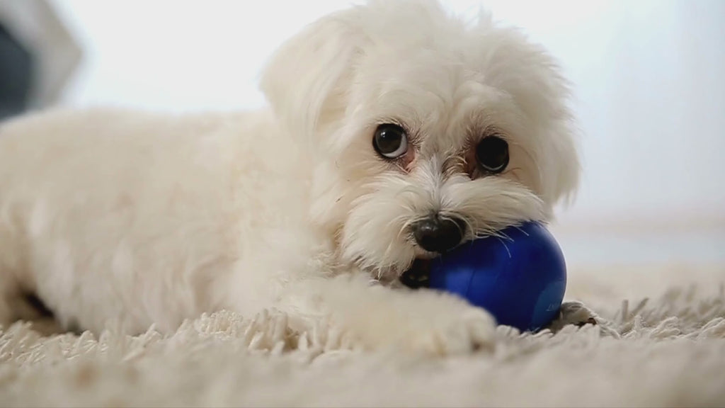 Cute puppy playing with blue ball